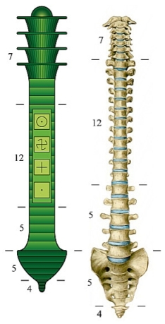 Djed and human backbone